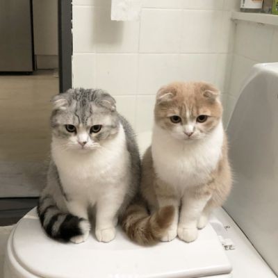 色違い画像が集まるトピ