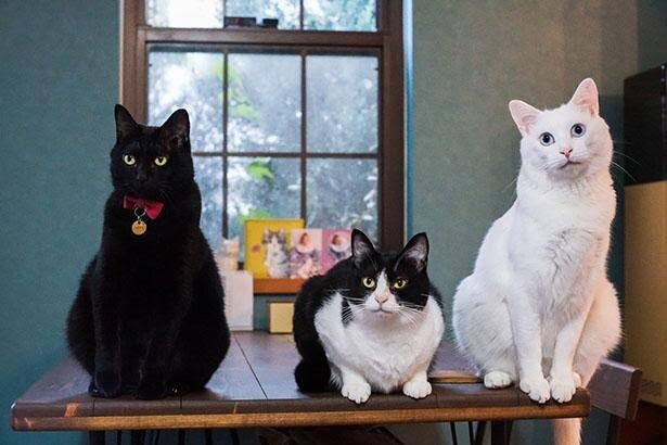 色違い画像が集まるトピ