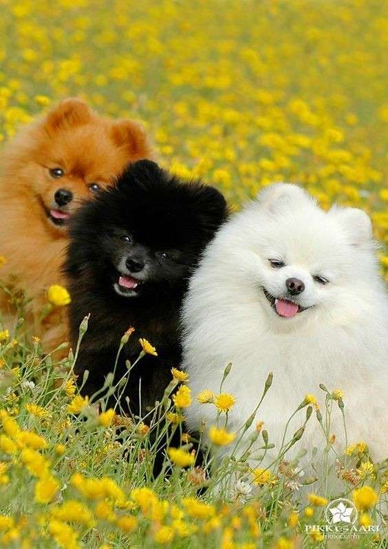 色違い画像が集まるトピ