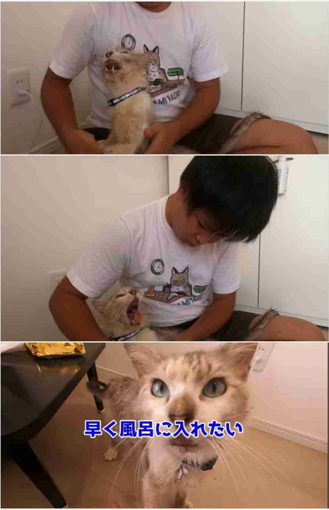 虐待動画の猫、保護されず「YouTuber」の手に戻る…弁護士は「警察の対応」も問題視