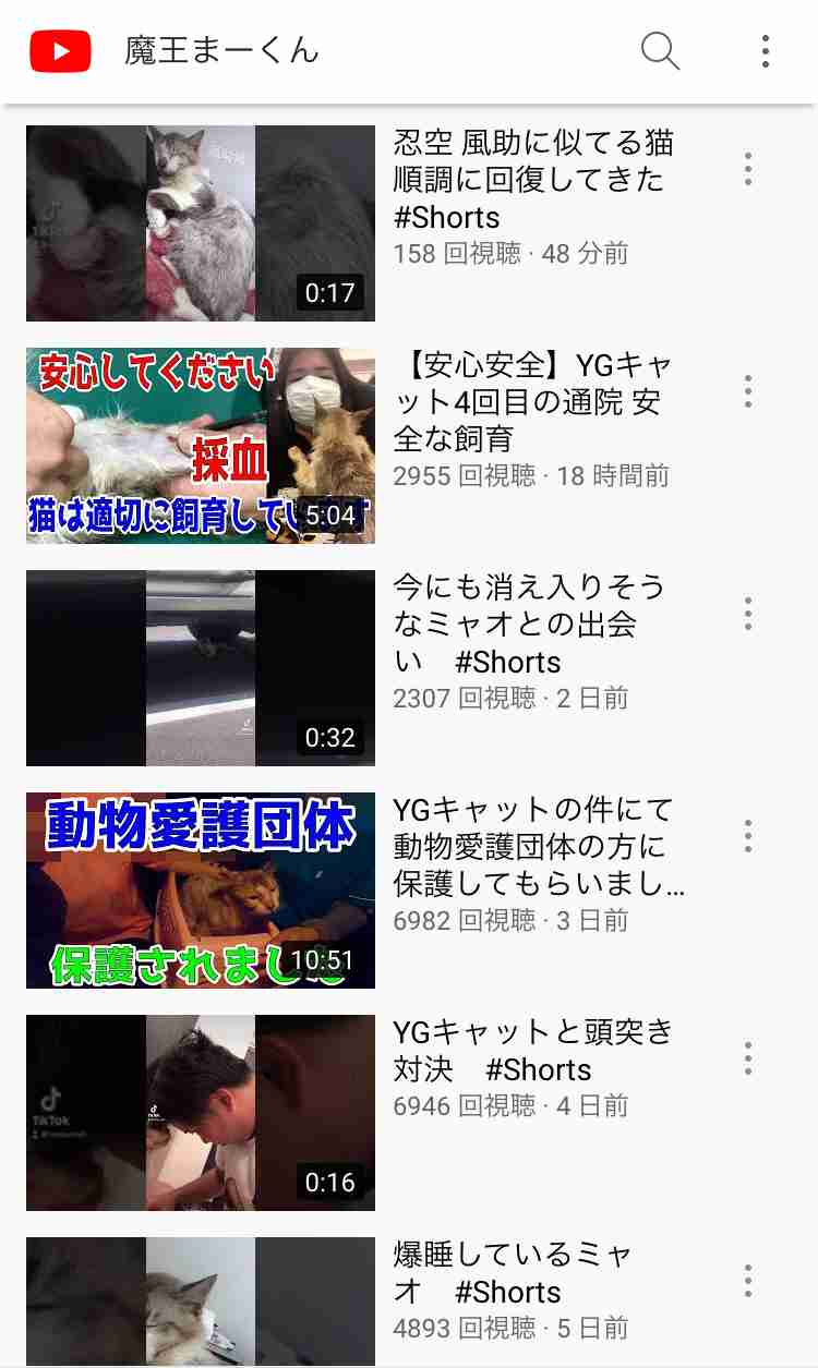 虐待動画の猫、保護されず「YouTuber」の手に戻る…弁護士は「警察の対応」も問題視