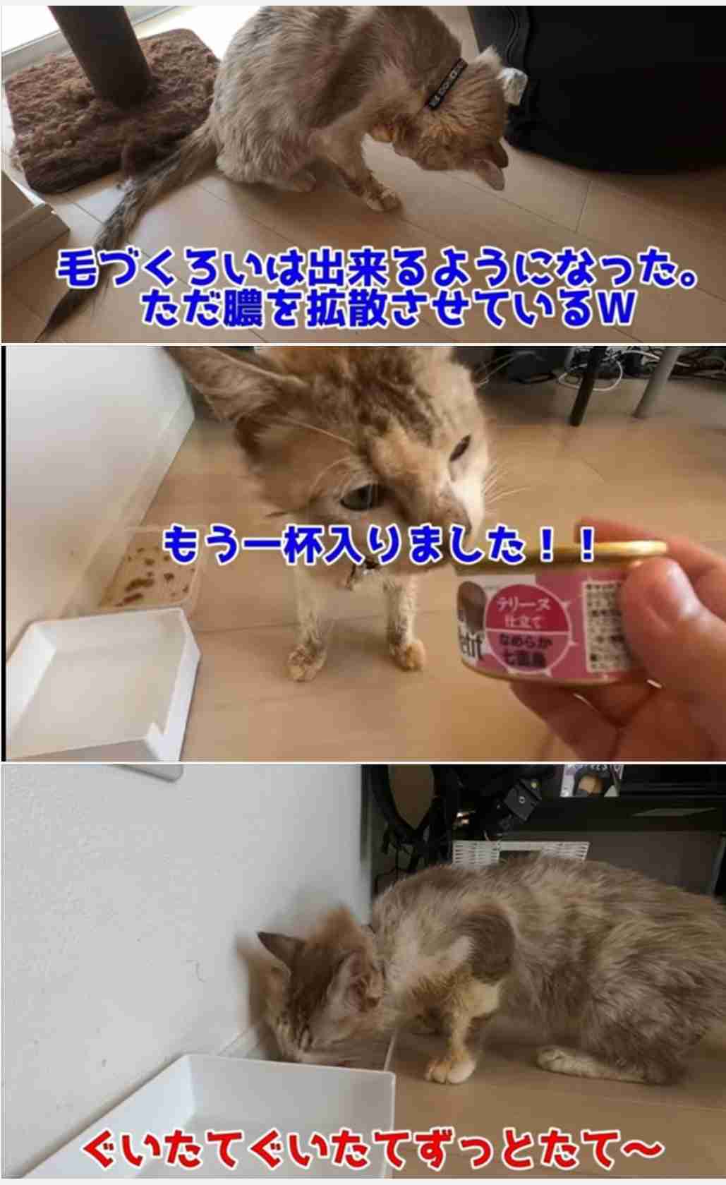 虐待動画の猫、保護されず「YouTuber」の手に戻る…弁護士は「警察の対応」も問題視