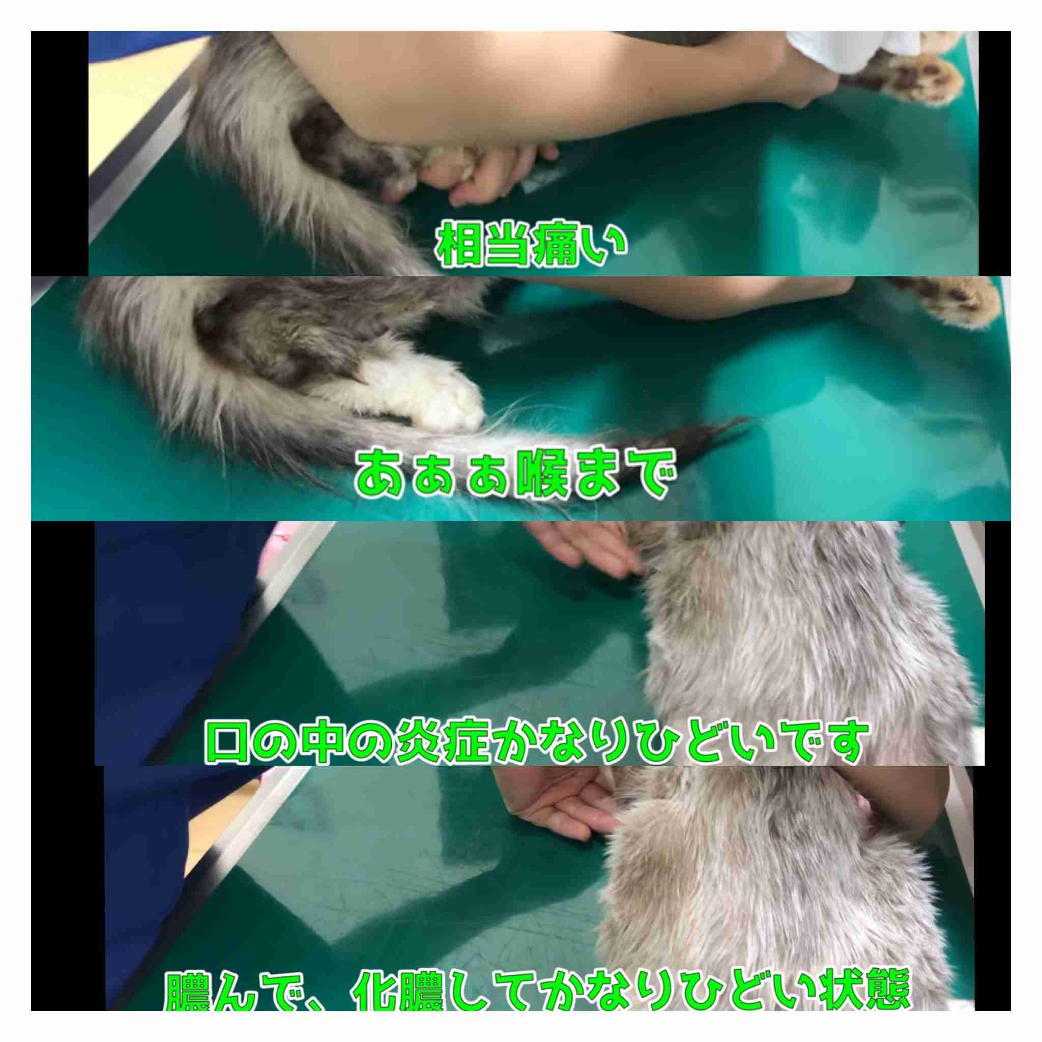 虐待動画の猫、保護されず「YouTuber」の手に戻る…弁護士は「警察の対応」も問題視