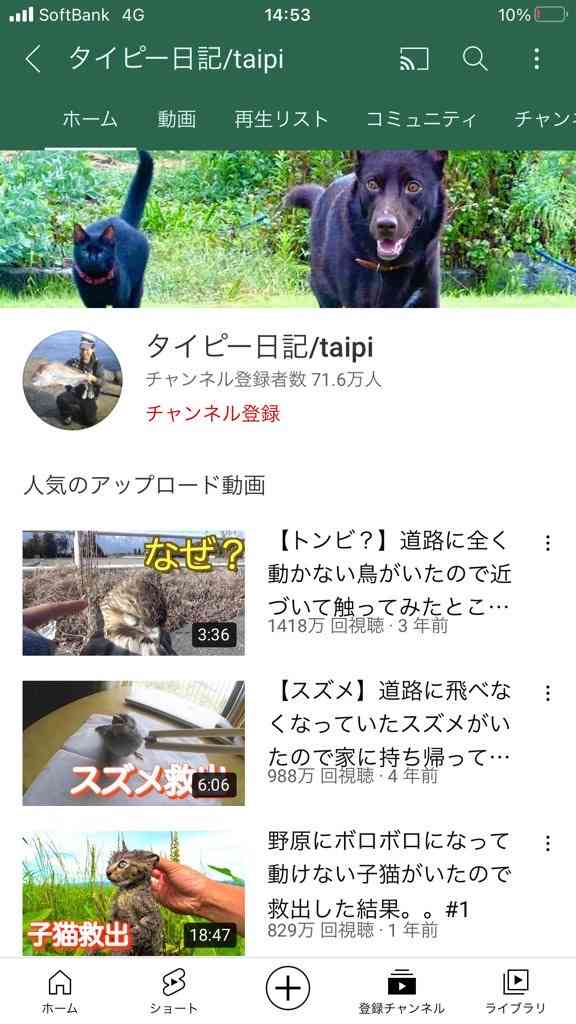 虐待動画の猫、保護されず「YouTuber」の手に戻る…弁護士は「警察の対応」も問題視