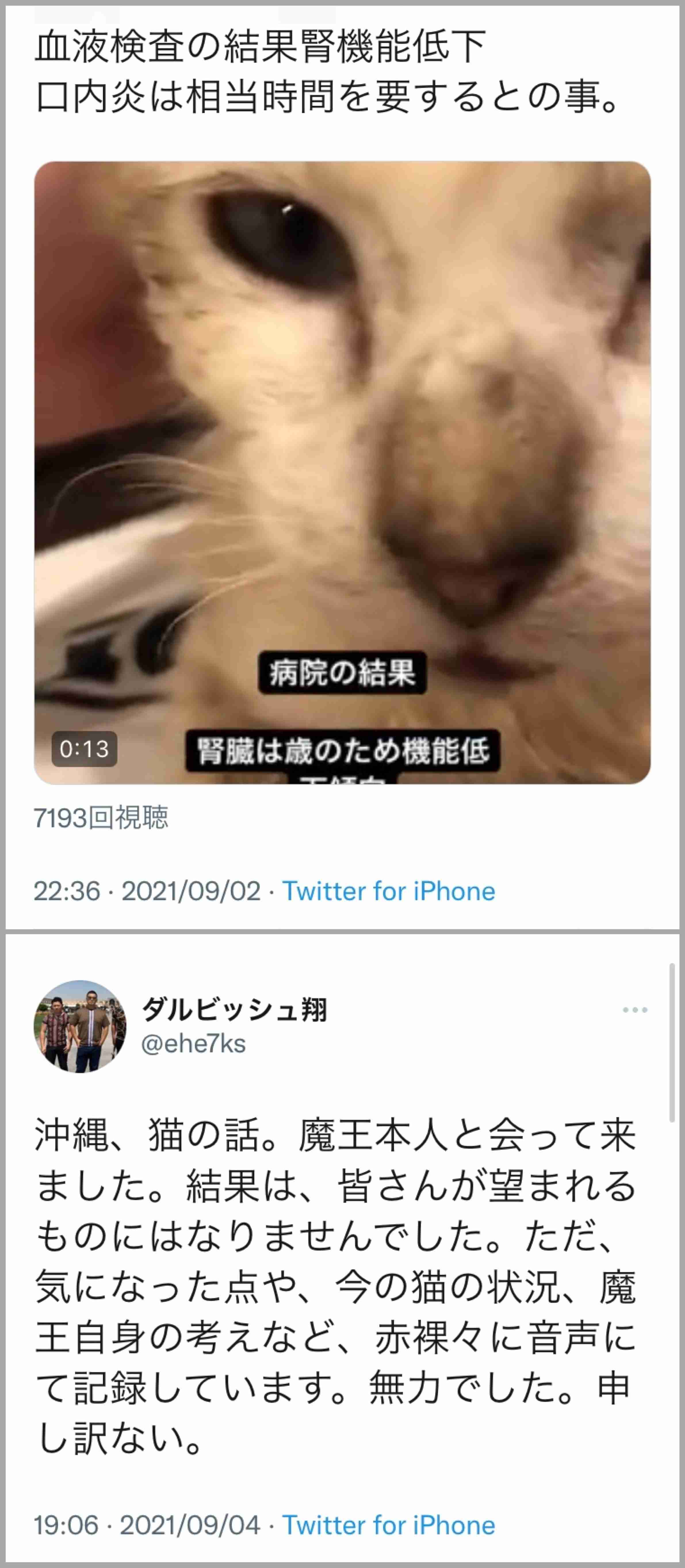 虐待動画の猫、保護されず「YouTuber」の手に戻る…弁護士は「警察の対応」も問題視