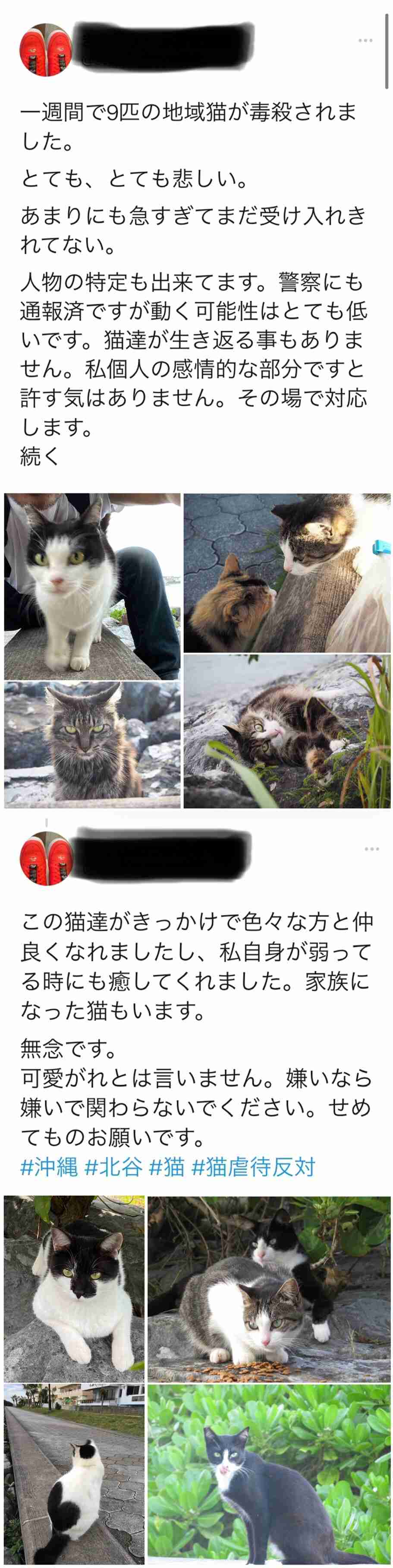 虐待動画の猫、保護されず「YouTuber」の手に戻る…弁護士は「警察の対応」も問題視