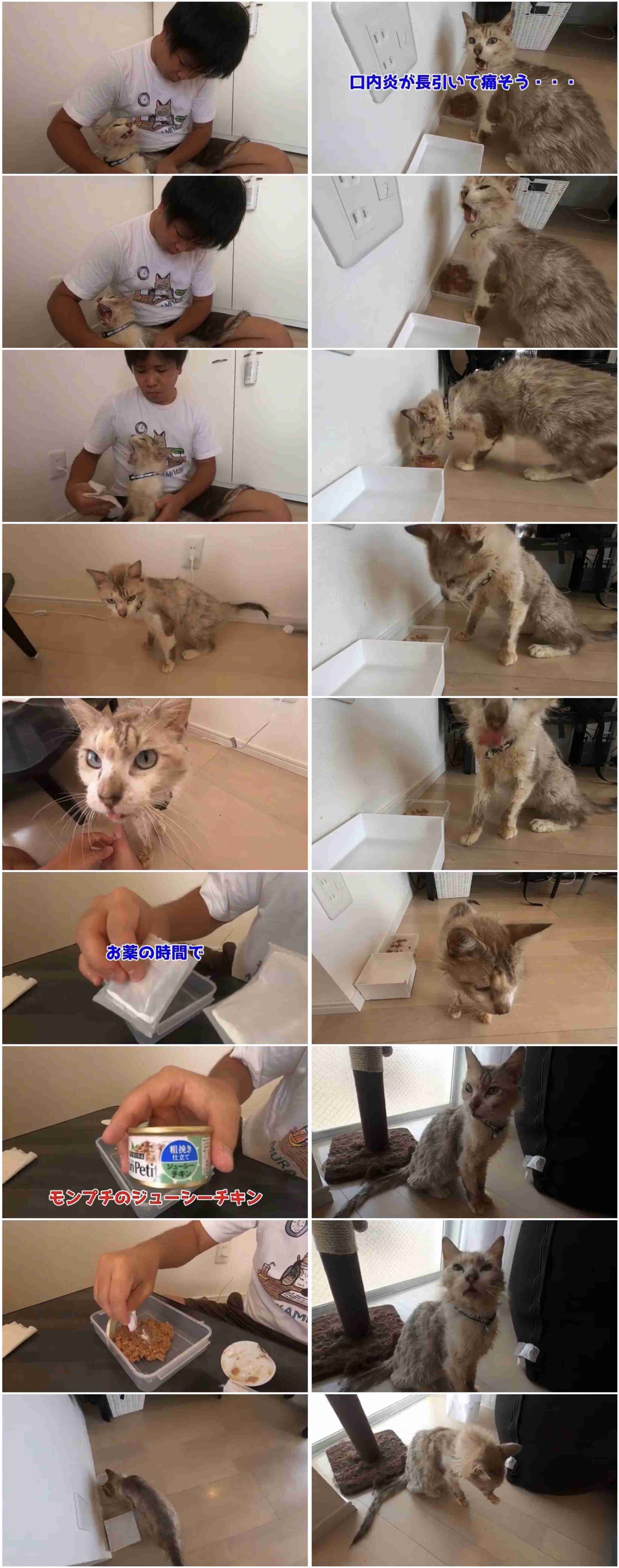 虐待動画の猫、保護されず「YouTuber」の手に戻る…弁護士は「警察の対応」も問題視