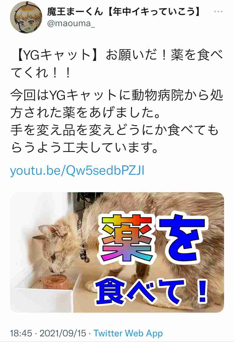 虐待動画の猫、保護されず「YouTuber」の手に戻る…弁護士は「警察の対応」も問題視