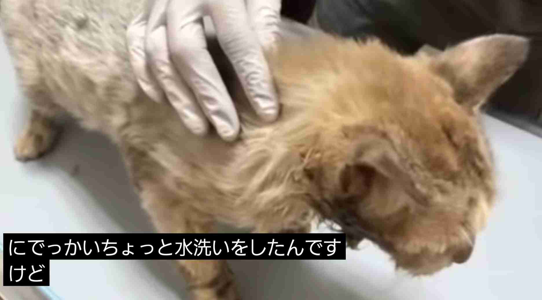 虐待動画の猫、保護されず「YouTuber」の手に戻る…弁護士は「警察の対応」も問題視