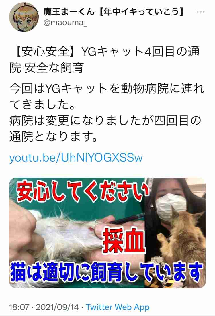虐待動画の猫、保護されず「YouTuber」の手に戻る…弁護士は「警察の対応」も問題視
