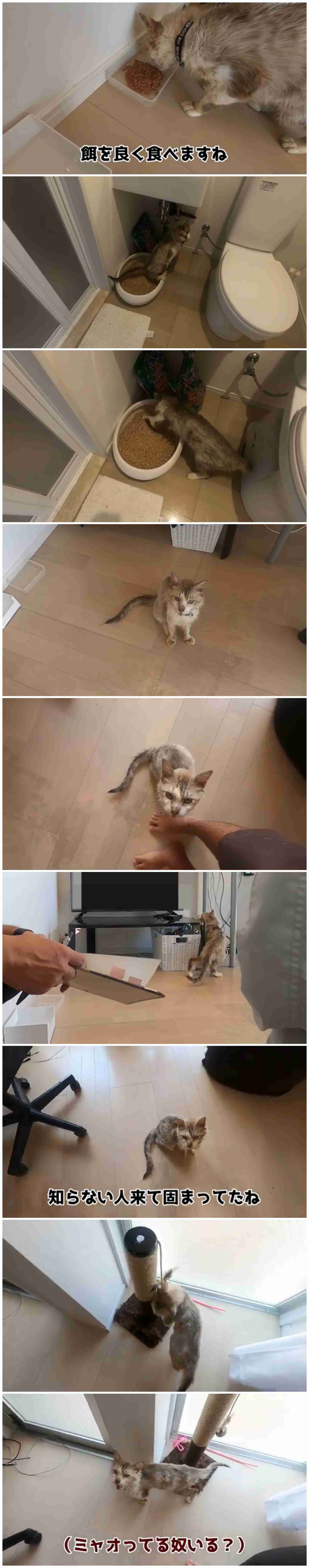 虐待動画の猫、保護されず「YouTuber」の手に戻る…弁護士は「警察の対応」も問題視