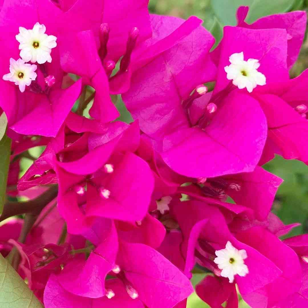 庭に何の木を植えていますか？