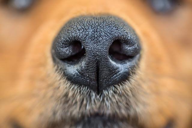 ペットの犬猫、登録に300円 マイクロチップ装着義務化で―環境省