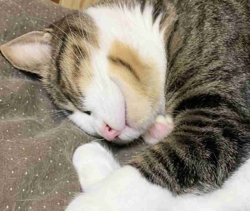 ペットの犬猫、登録に300円 マイクロチップ装着義務化で―環境省
