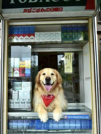 犬ちゃんねるがあったら立ちそうなトピ