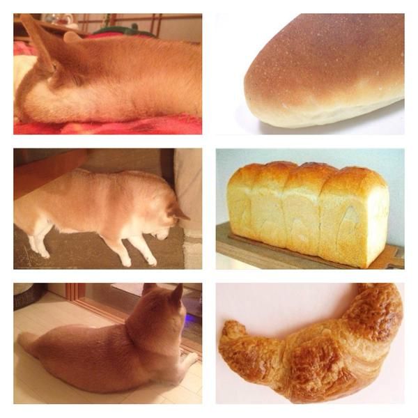 犬ちゃんねるがあったら立ちそうなトピ
