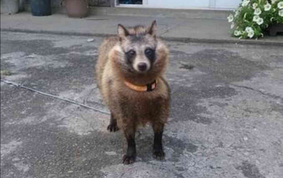 犬ちゃんねるがあったら立ちそうなトピ