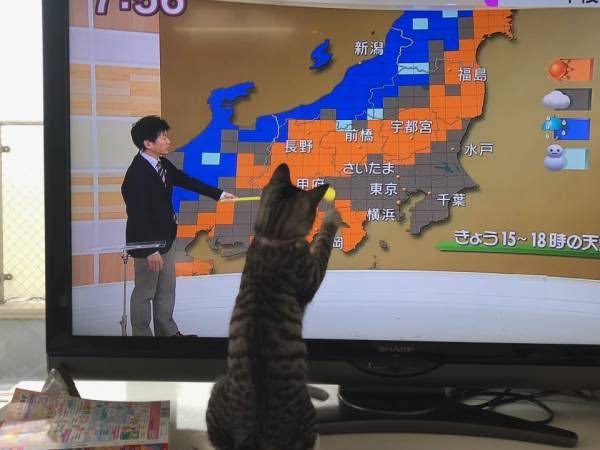 天気予報中にワンちゃんが「乱入」。おやつを求める可愛らしい姿に、視聴者も釘付け