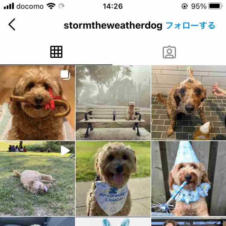 天気予報中にワンちゃんが「乱入」。おやつを求める可愛らしい姿に、視聴者も釘付け