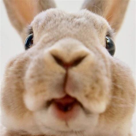 いろんなミッフィーが見たい( ・×・ )