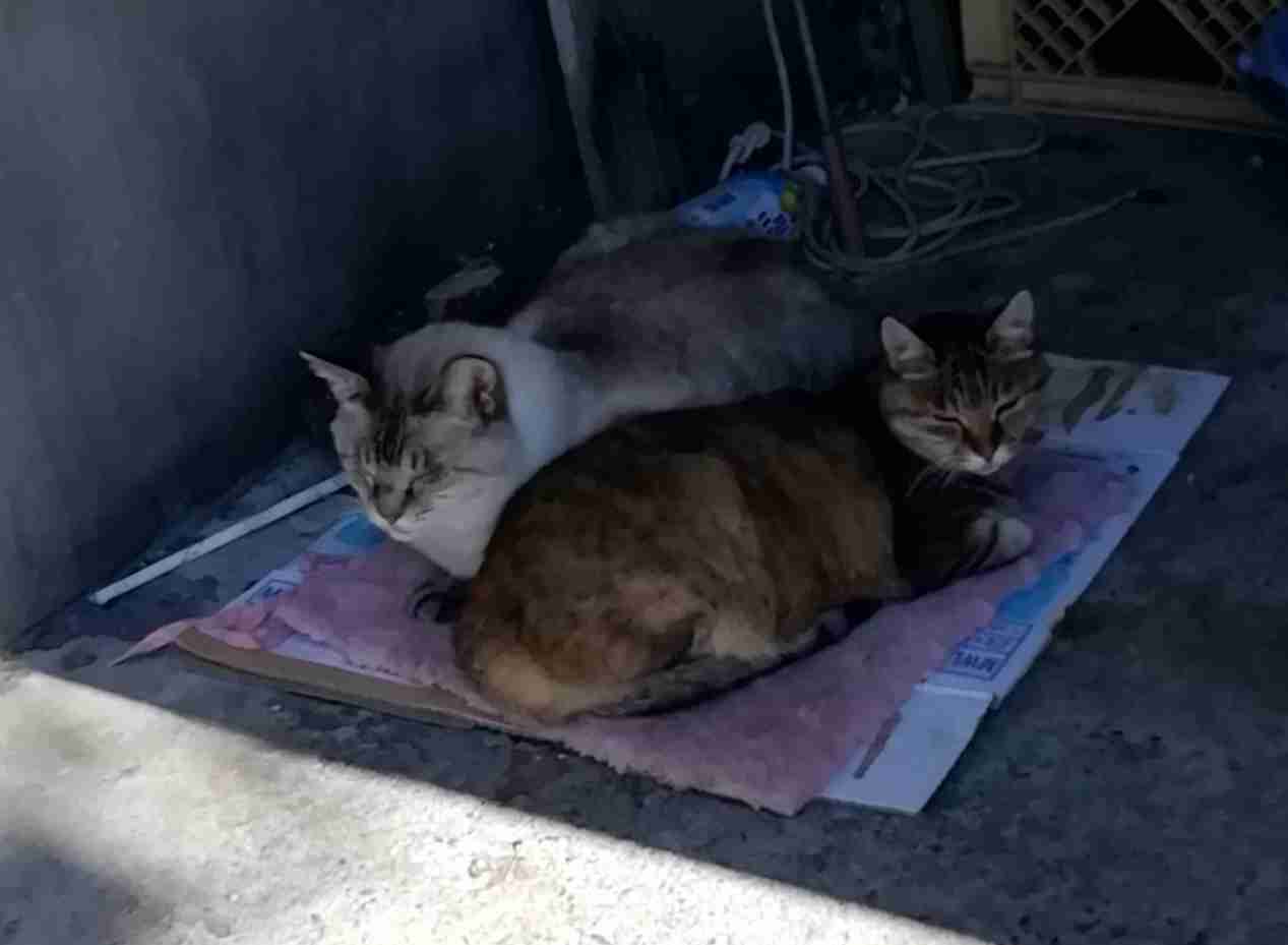 現場猫を愛でるトピ