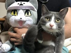 現場猫を愛でるトピ