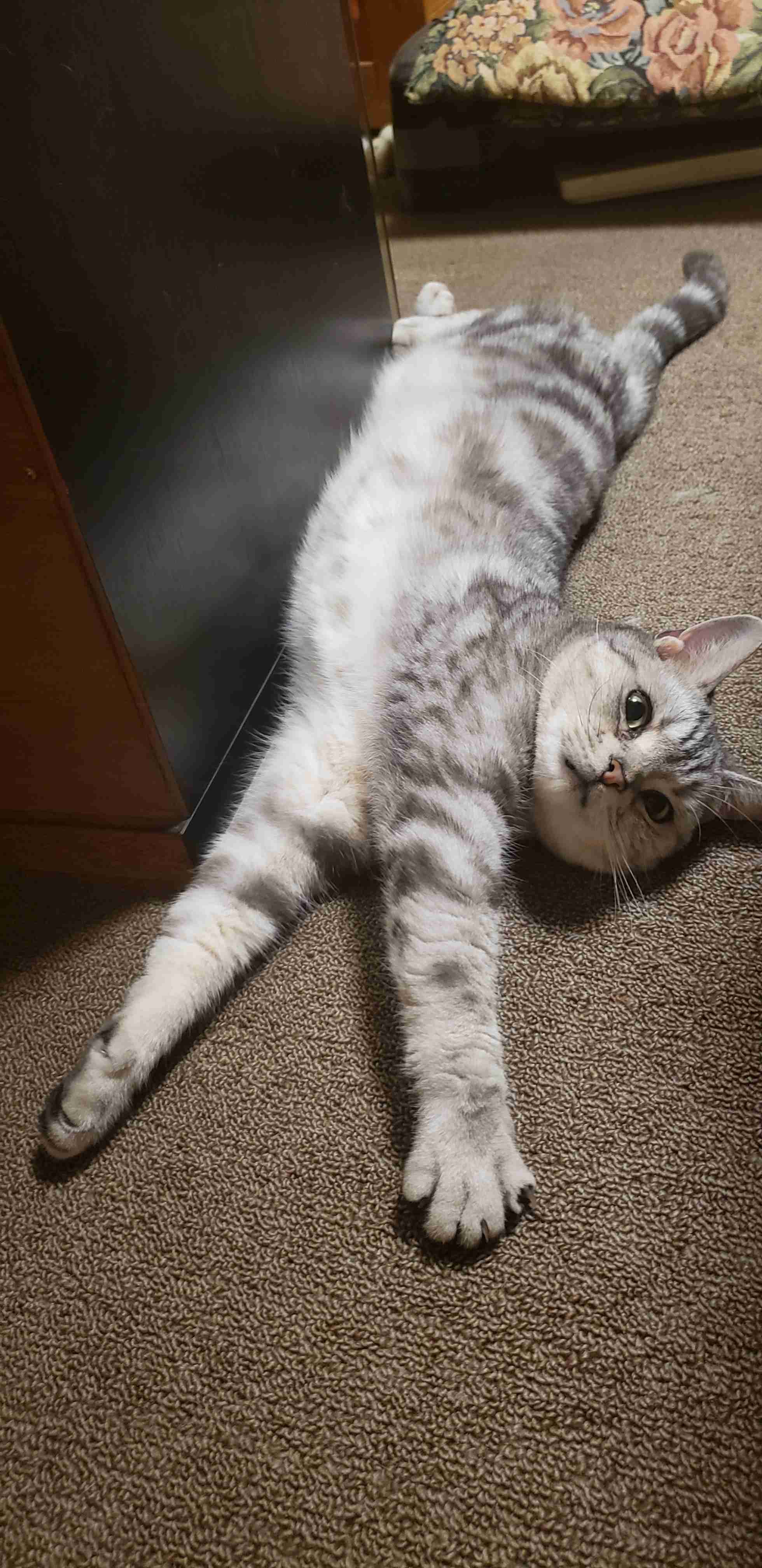 現場猫を愛でるトピ