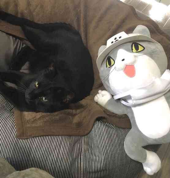 現場猫を愛でるトピ