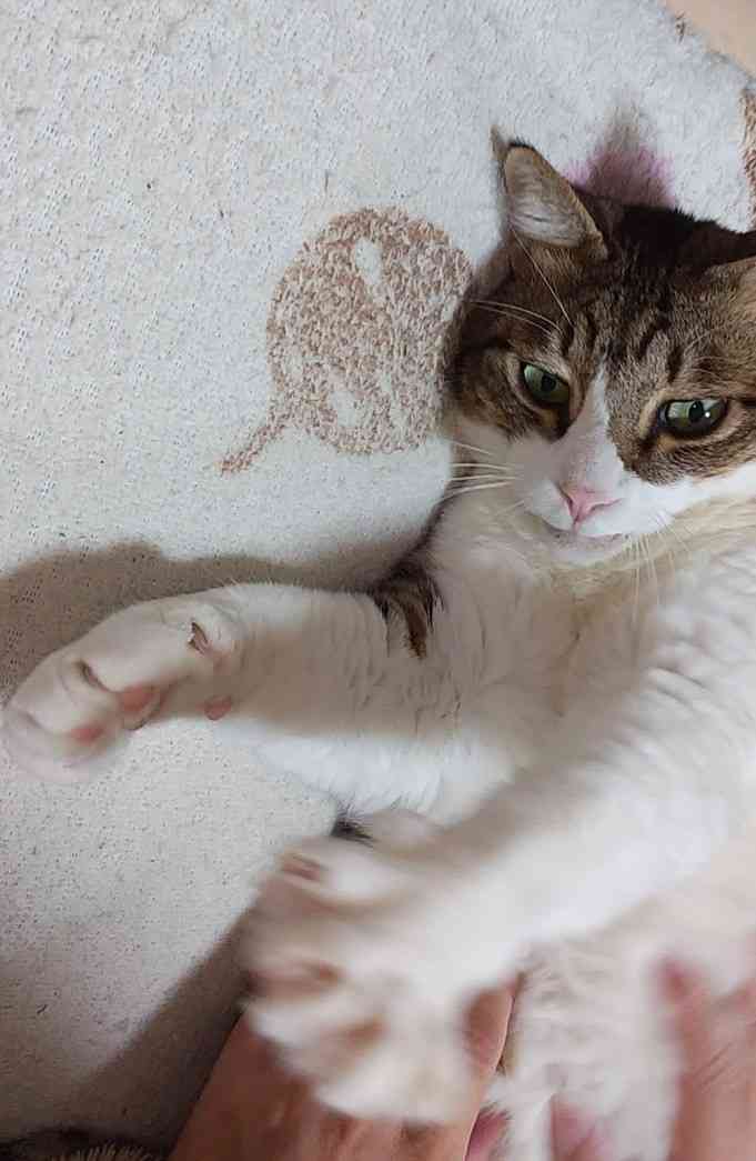 現場猫を愛でるトピ