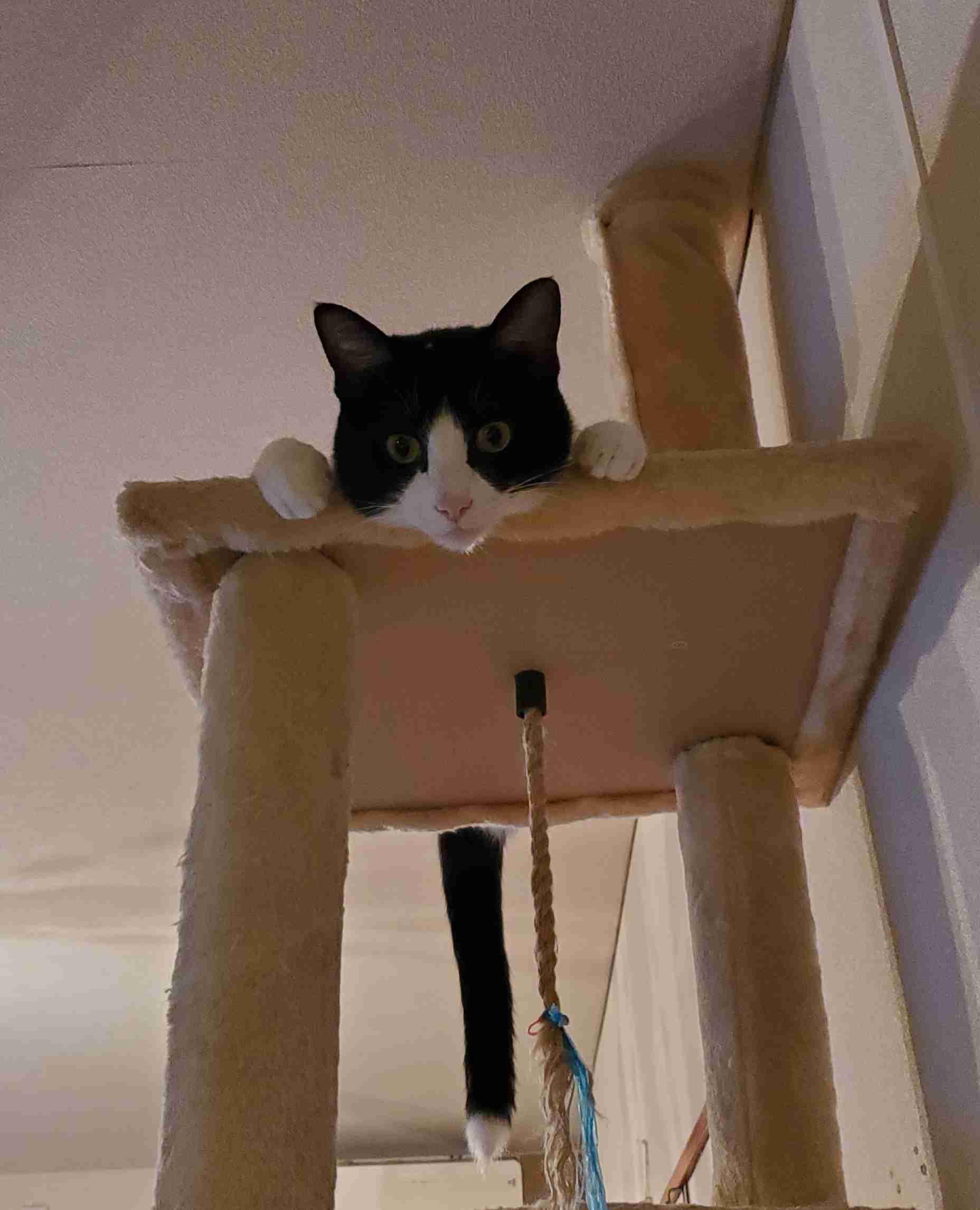 現場猫を愛でるトピ