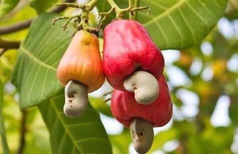 ダイエット中、お菓子の代わりになるもの