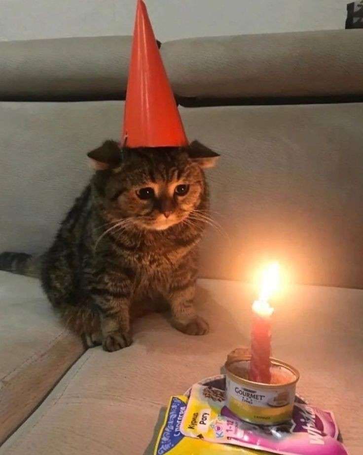 ペットの誕生日、お祝いしますか