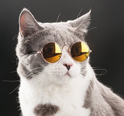 偶然丸まった猫のヒゲをよく見ると 丸メガネを装着したような姿が かわいい おしゃれ と話題に ガールズちゃんねる Girls Channel