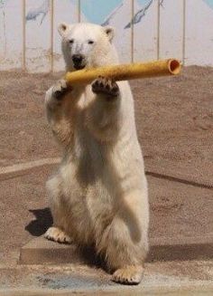 ヘビが大笑い?、「コメディー野生動物写真賞」の最終候補作品が公開