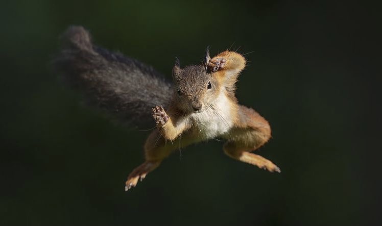ヘビが大笑い?、「コメディー野生動物写真賞」の最終候補作品が公開
