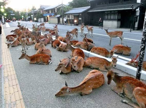 「さすが奈良」としか言えない とあるコインパーキングの「日常風景」に驚愕