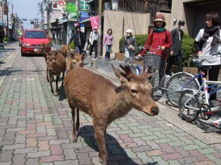 「さすが奈良」としか言えない とあるコインパーキングの「日常風景」に驚愕
