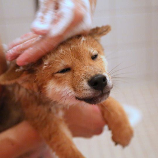 石けんシャンプー愛用してる人！