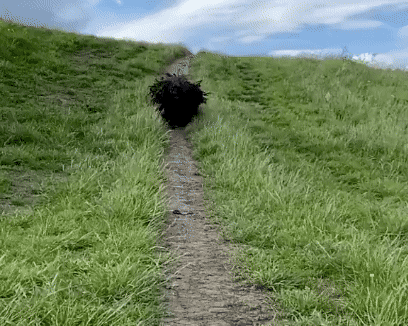 【9/6】色んな黒いものの画像が見たい【クロ】