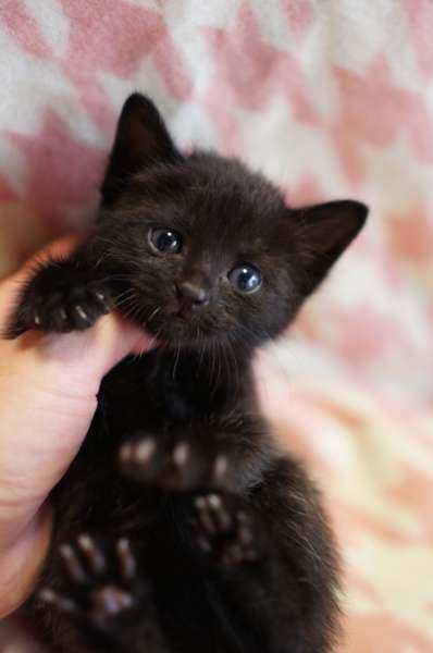 【9/6】色んな黒いものの画像が見たい【クロ】