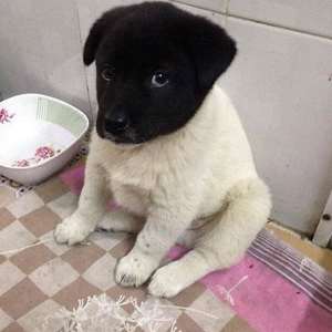 【9/6】色んな黒いものの画像が見たい【クロ】