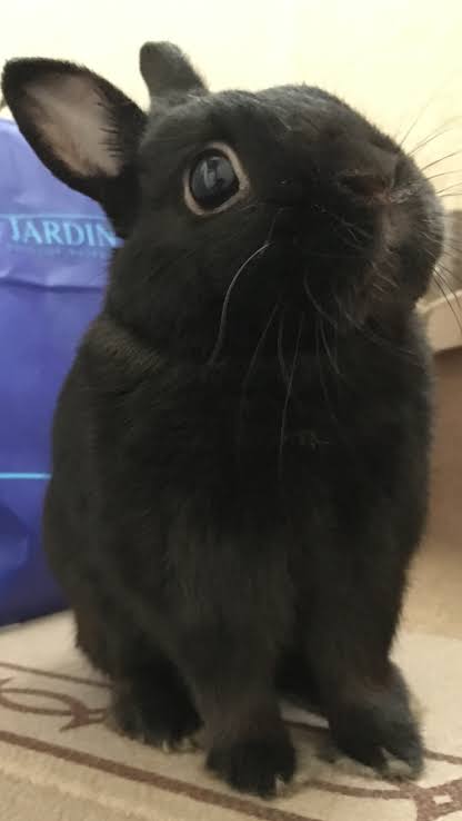 【9/6】色んな黒いものの画像が見たい【クロ】