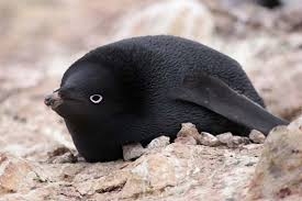 【9/6】色んな黒いものの画像が見たい【クロ】