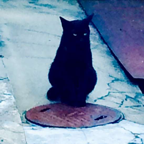 【9/6】色んな黒いものの画像が見たい【クロ】