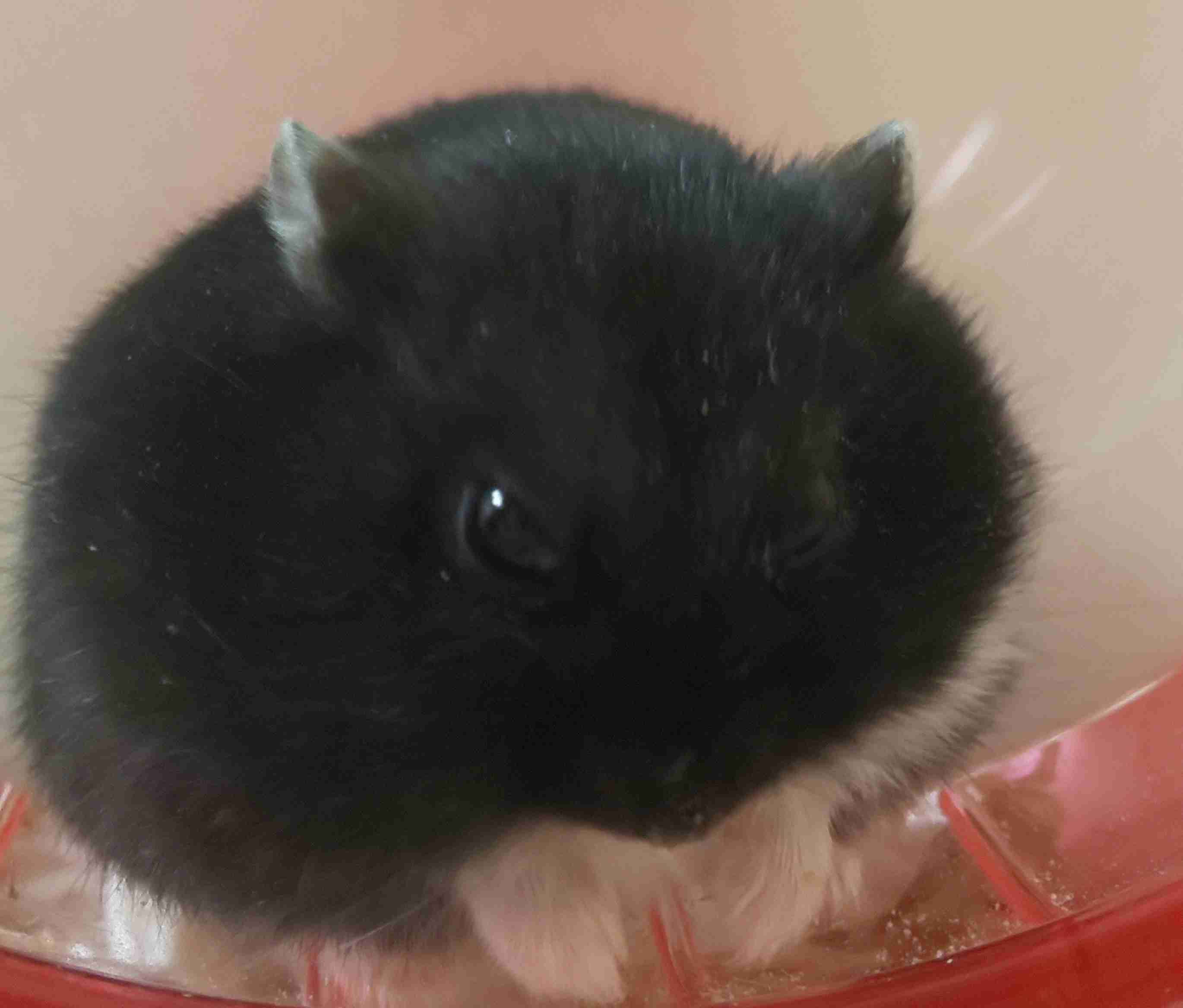 【9/6】色んな黒いものの画像が見たい【クロ】