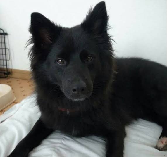 【9/6】色んな黒いものの画像が見たい【クロ】