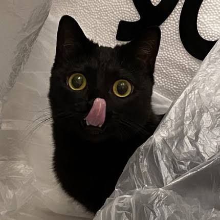 【9/6】色んな黒いものの画像が見たい【クロ】