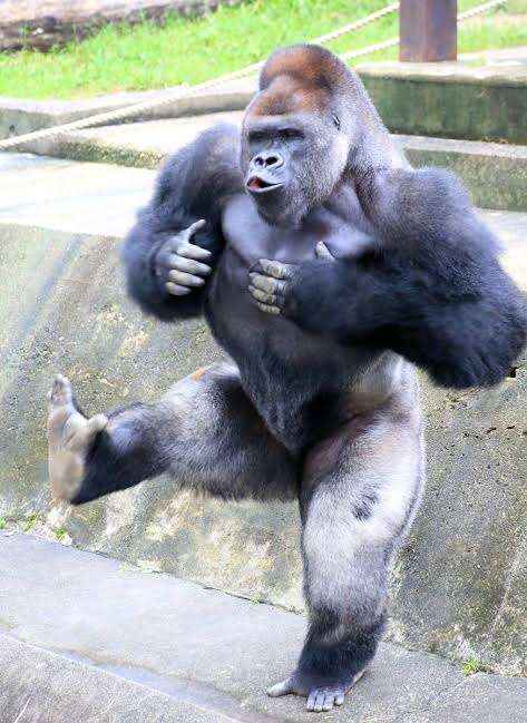 【9/6】色んな黒いものの画像が見たい【クロ】