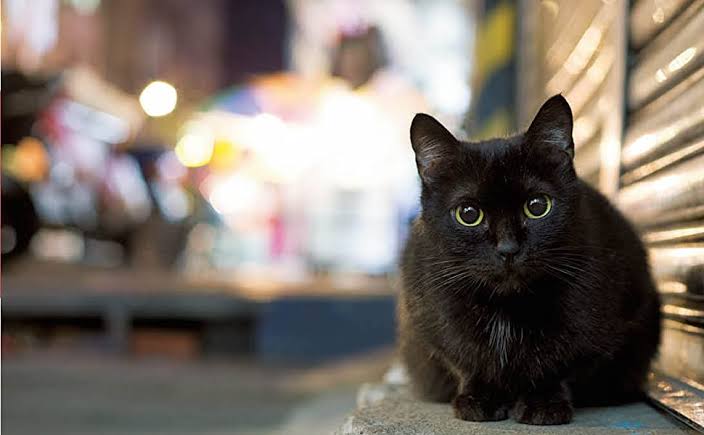 【9/6】色んな黒いものの画像が見たい【クロ】