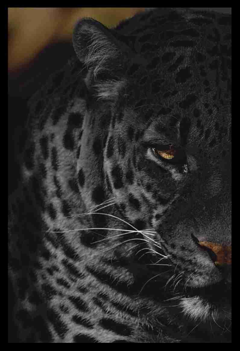 【9/6】色んな黒いものの画像が見たい【クロ】